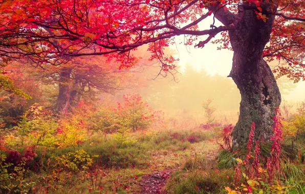 Картинка осень, листья, туман, багрянец