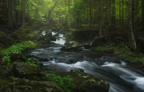 Лес, вода, деревья, река, камни, поток