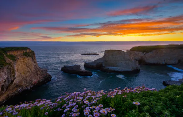 Картинка закат, цветы, океан, скалы, побережье, Калифорния, Pacific Ocean, California