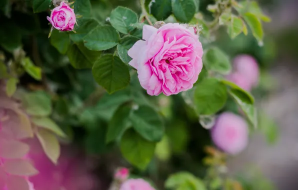 Роза, куст, чайная роза, цветение, чайная, розовато-лиловый, цветение куст