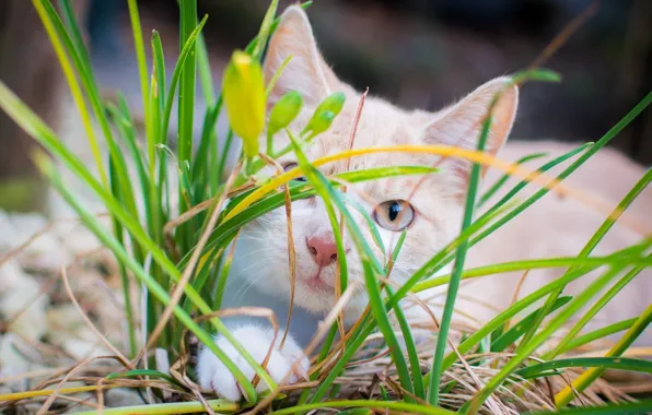 Кошка, трава, котёнок