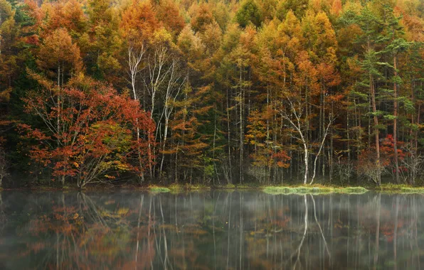 Осень, лес, деревья, туман, озеро, отражение