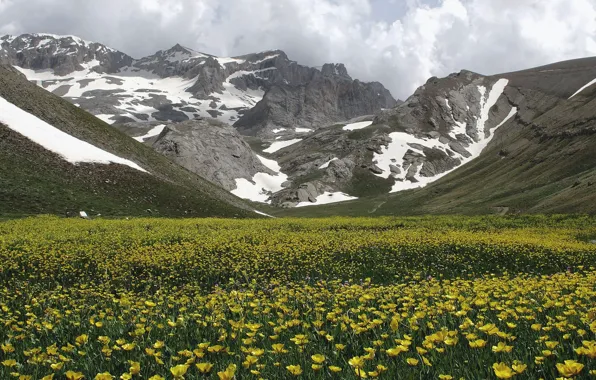 Sky, flowers, mountain
