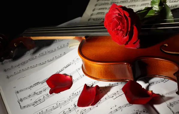 Картинка цветы, ноты, скрипка, розы, лепестки