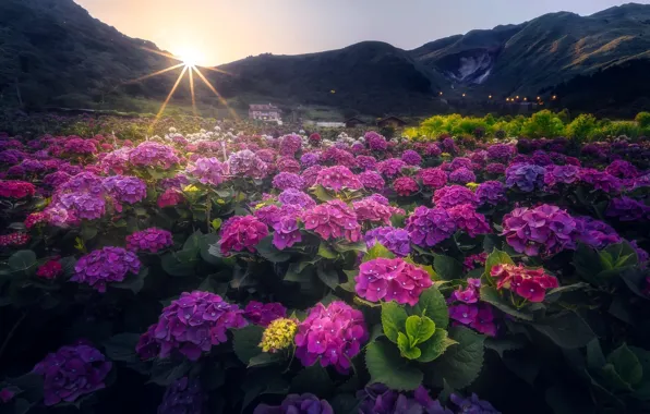 Картинка свет, цветы, природа