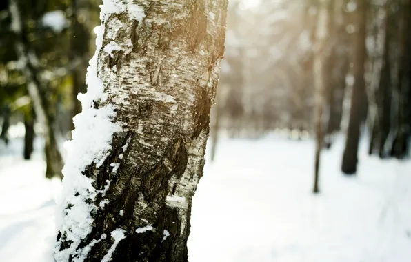 Картинка зима, солнце, снег, Дерево, береза, кора