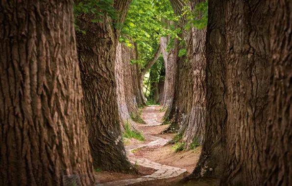 Forest, trees, way