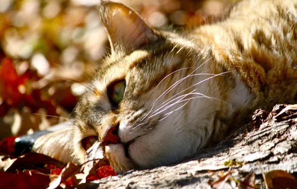 Картинка осень, кот, усы, морда, листья, макро, животное, лежит