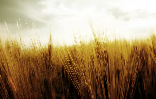 Картинка пшеница, поле, небо, природа, урожай, колоски, колосья, жатва