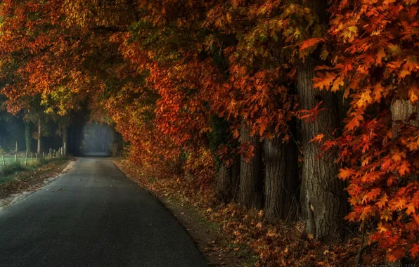 Картинка дорога, осень, деревья, природа
