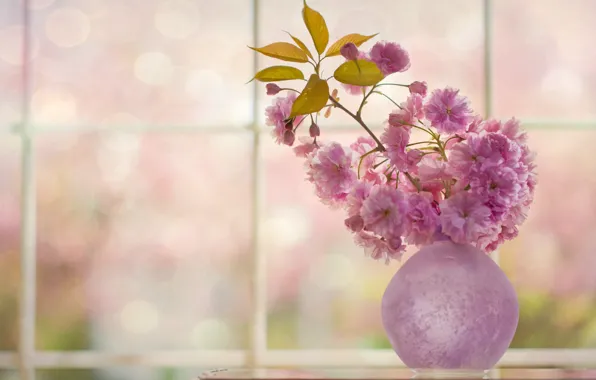 Картинка вишня, веточка, сакура, ваза, цветение, цветки