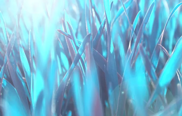 Картинка трава, макро, синий, природа, тепло, голубой, обои, wallpaper