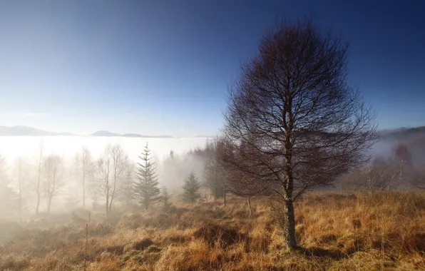 Картинка туман, дерево, утро