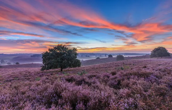 Картинка деревья, закат, Нидерланды, луга, Netherlands, вереск, Национальный парк Велювезом, Гелдерланд