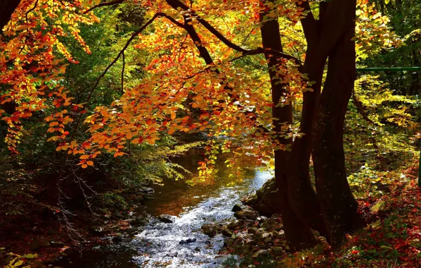 Картинка Осень, Лес, Fall, Речка, Autumn, River, Forest