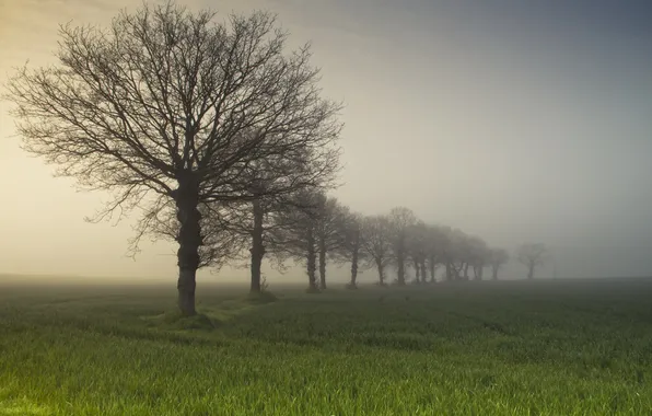 Поле, деревья, туман