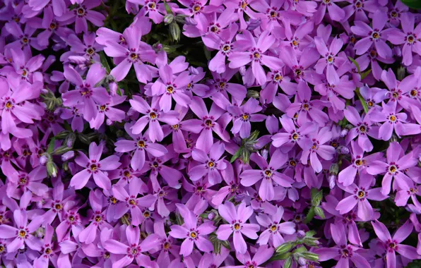 Цветы, фиолетовые, Flowers, purple