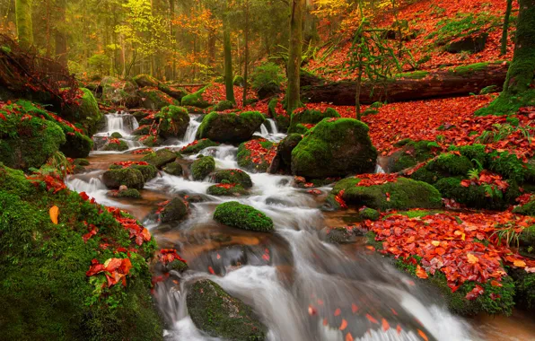 Картинка осень, лес, листья, деревья, ручей, камни, мох, Германия