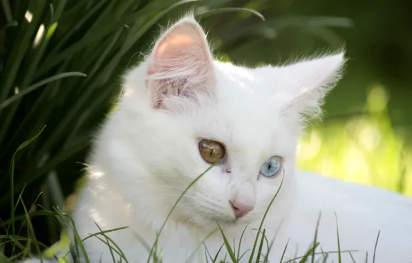 Кошка, котенок, белая, разные глаза