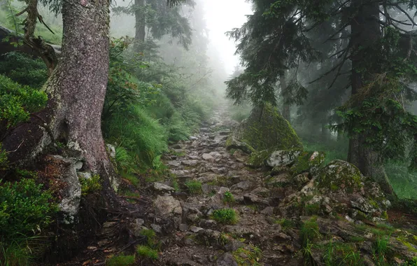 Картинка дорога, лес, туман