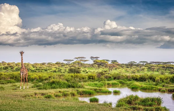 Облака, озеро, жираф, саванна, clouds, lake, giraffe, savannah