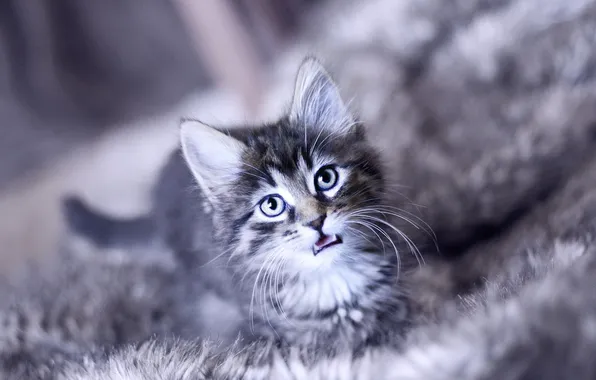 Кошка, взгляд, морда, котенок