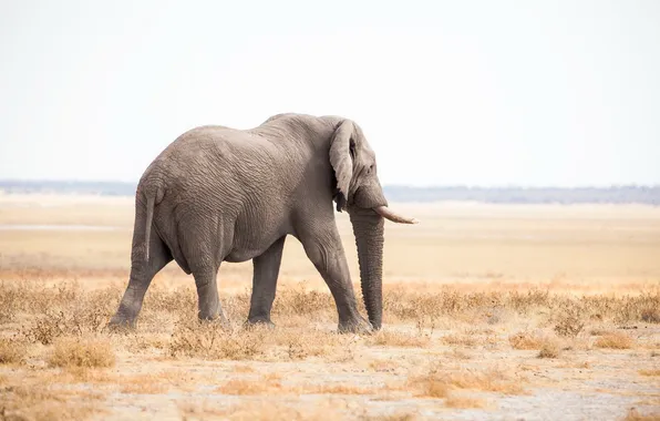 Картинка природа, слон, Африка