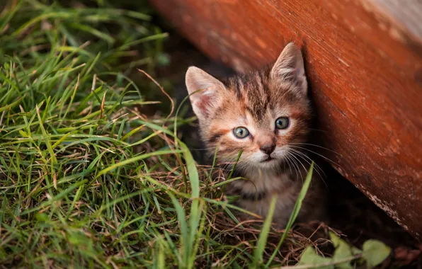 Кошка, трава, взгляд, поза, котенок, доски, малыш, мордочка