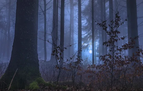 Картинка лес, деревья, ночь, природа, туман, луна