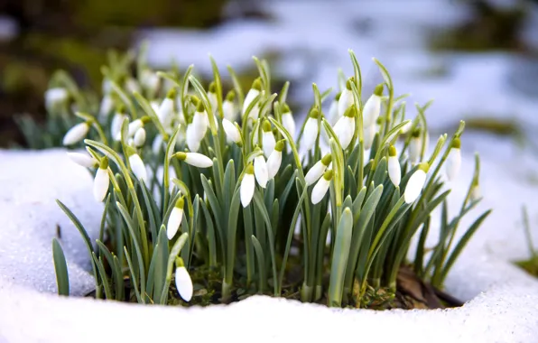 Картинка снег, цветы, весна, подснежники, white, flowers, snow, spring