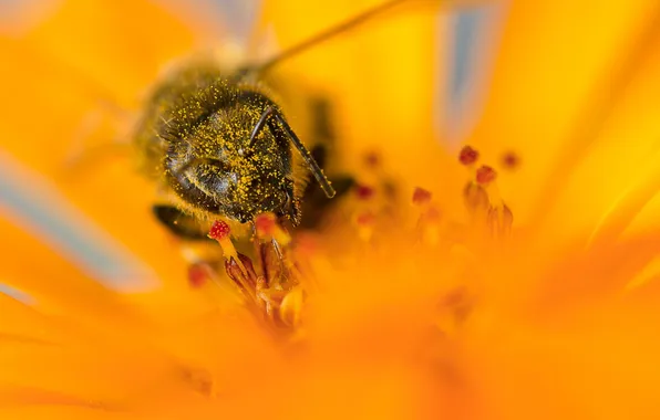 Цветок, макро, пчела, пыльца