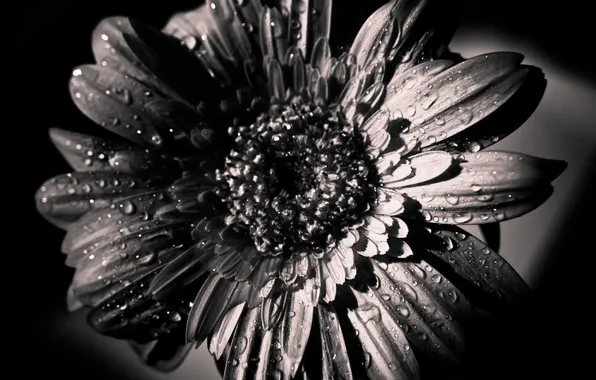 Картинка Цветок, лепестки, черно-белое, распустившийся