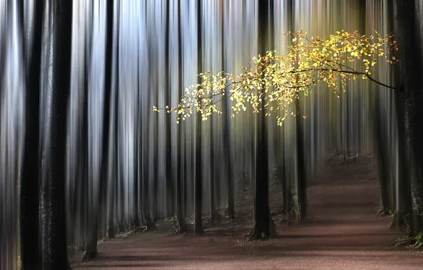 Осень, лес, природа