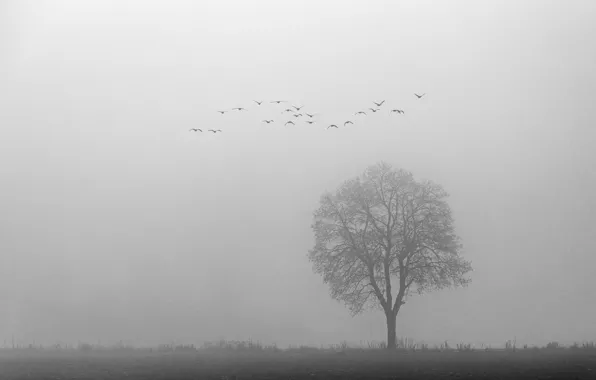 Tree, birds, foggy