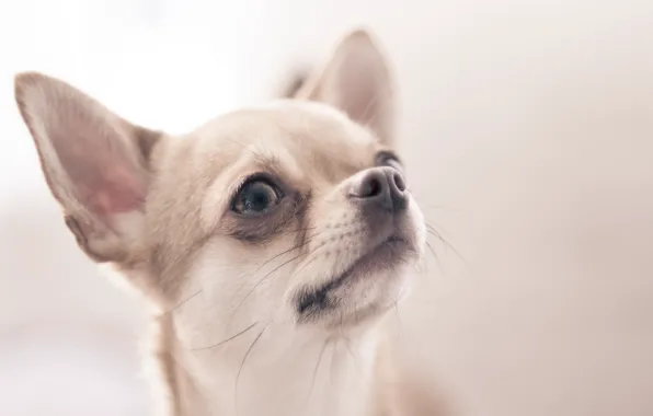 Картинка взгляд, собака, chihuahua