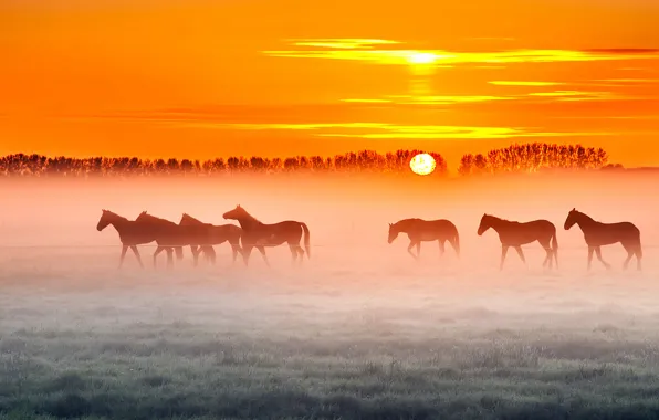 Картинка поле, деревья, туман, восход, забор, лошади, фермы, оранжевое небо
