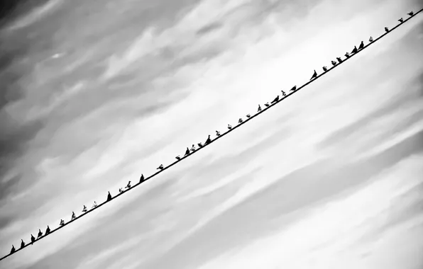 Небо, фон, птица