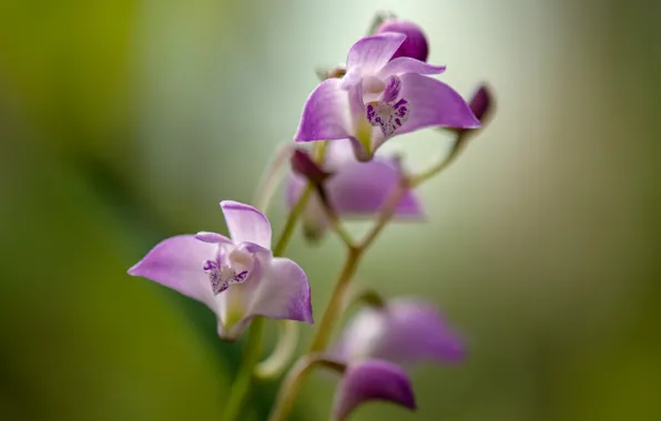 Картинка цветок, стебли, лепестки, фиолетовый цветок