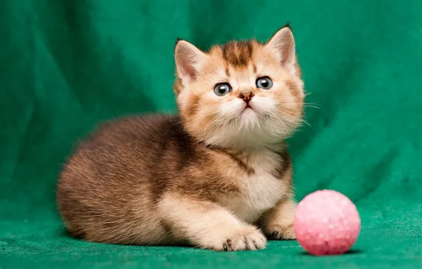 Кошка, взгляд, поза, котенок, мордашка