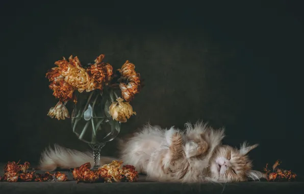 Кошка, кот, цветы, темный фон, лежит