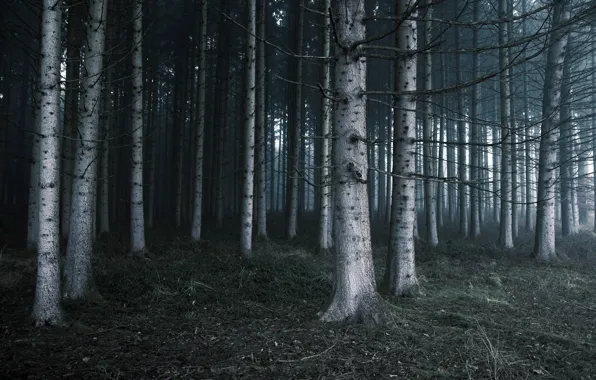 Лес, деревья, природа