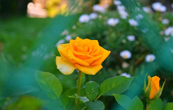 Rose, Yellow rose, Жёлтая роза