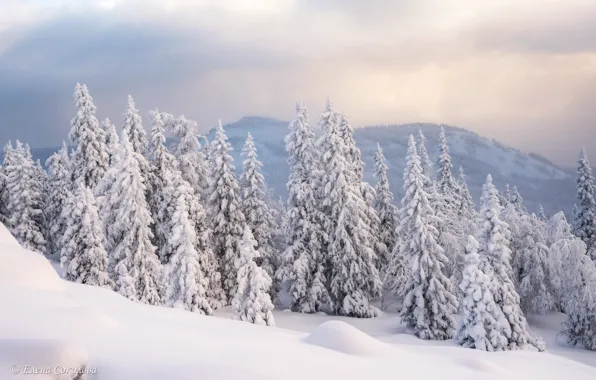 Зима, иней, лес, снег, горы, туман, утро, ели