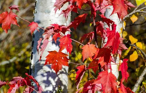 Картинка осень, листья, дерево, ствол, багрянец