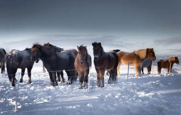 Картинка зима, снег, кони, Iceland