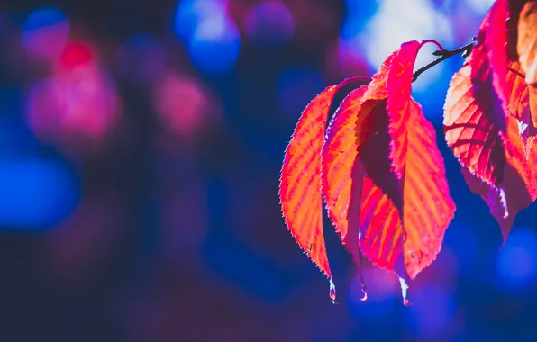 Картинка осень, листья, природа, багрянец
