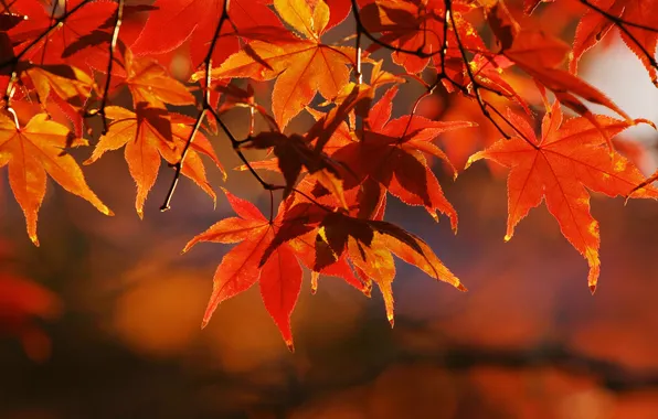 Картинка осень, листья, макро, ветки, природа, дерево, ветви, фотографии