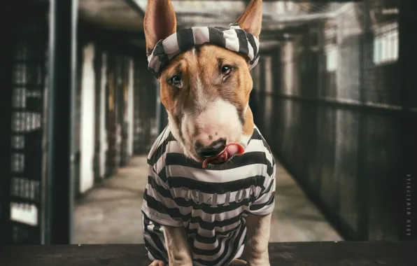 Картинка морда, собака, тюрьма, Бультерьер, заключённый