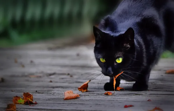 Картинка листья, котейка, чёрная кошка
