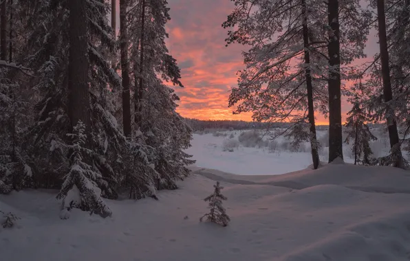 Зима, лес, снег, деревья, закат, сугробы, Россия, Евгений Карепанов